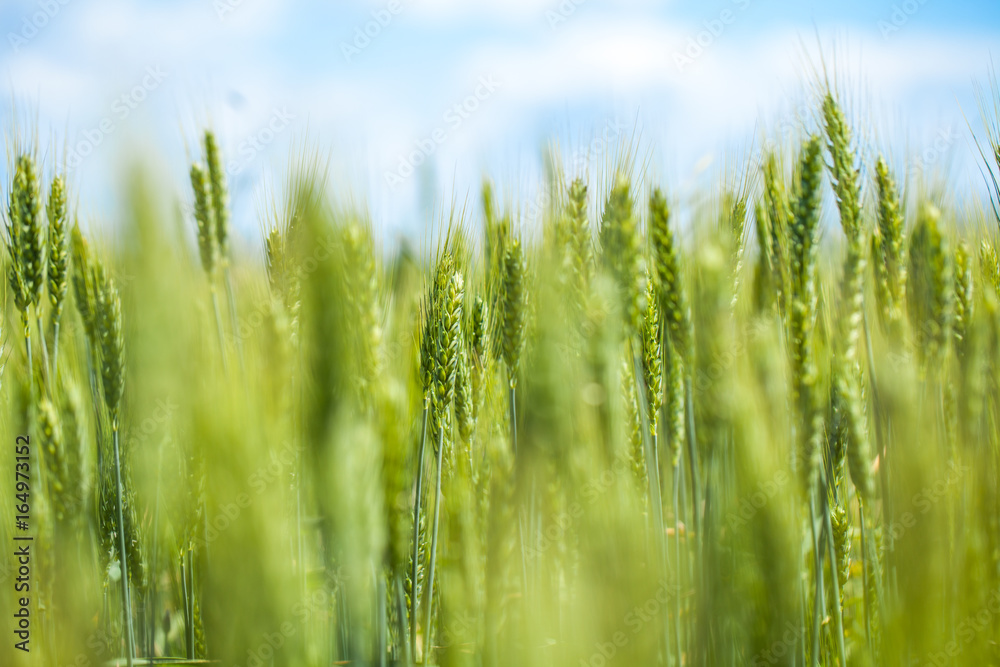 Green wheat macro. beautiful wheat field. wheat detail. wheat on the blue sky. Green wheat and blue sky. Macro Wheat. Closeup. Agriculture Green wheat macro. beautiful wheat field. wheat detail. wheat on the blue sky. Green wheat and blue sky. Macro Wheat. Closeup. Agriculture