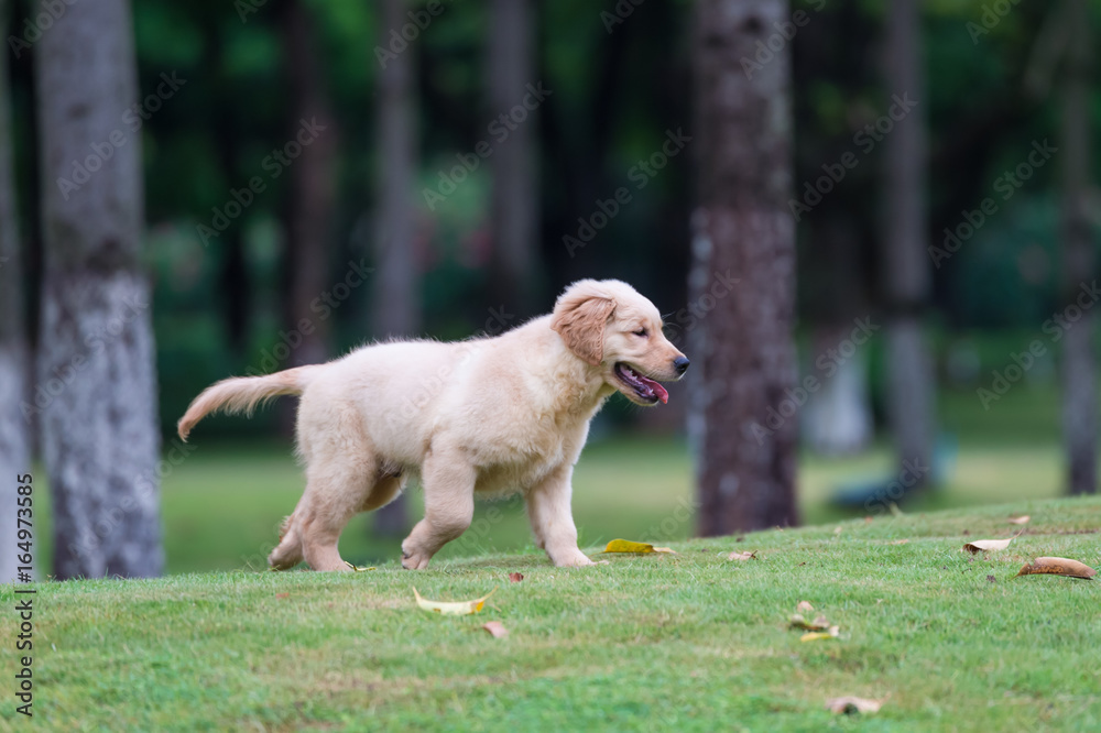 Golden Retriever puppies on the grass Golden Retriever puppies on the grass