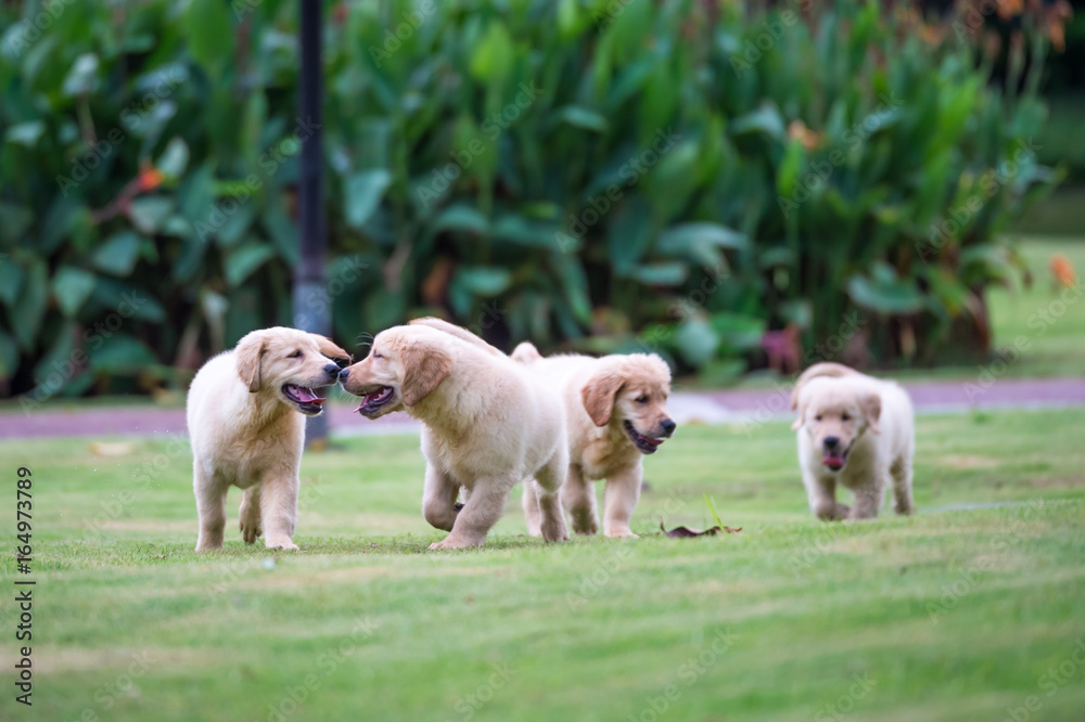 Fototapeta premium Cute Golden Retriever puppy