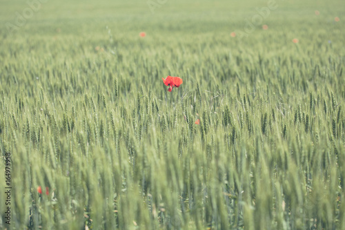 ed poppy flower in green wheat field. Wheat spikes and beautiful blossoming poppie. A lone red poppy in a field of green wheat