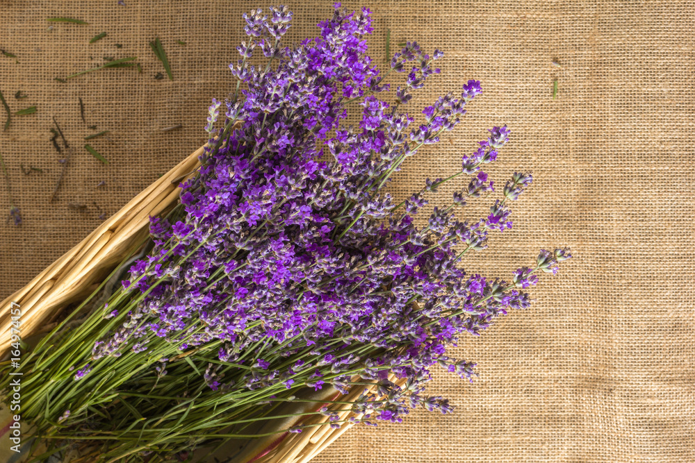 Naklejka premium Bouquet of lavagna in the basket