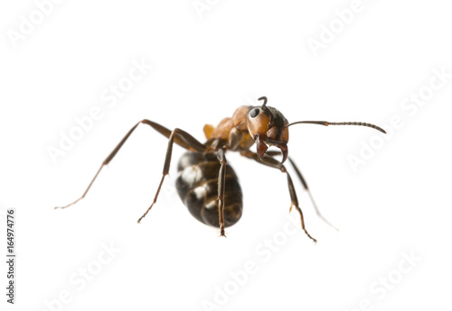 Red wood ant (Formica rufa) close up - macro photography © Vera Kuttelvaserova