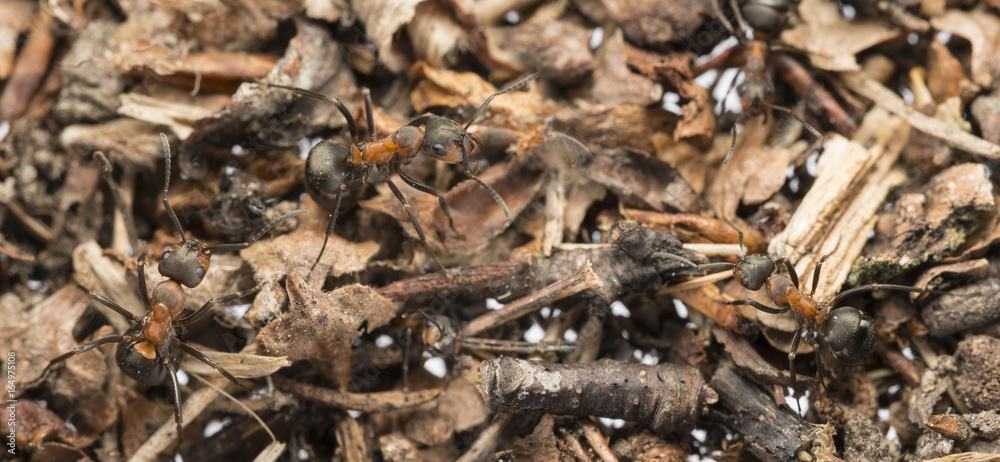 Red wood ant (Formica rufa) close up - macro photography Red wood ant (Formica rufa) close up - macro photography