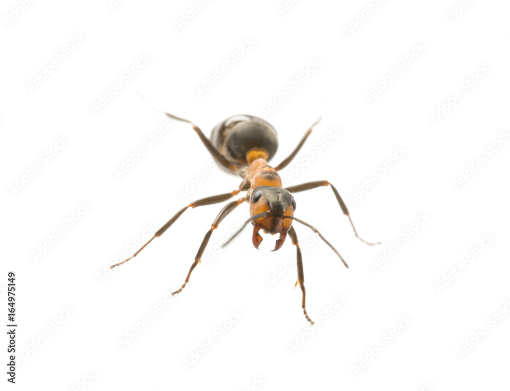 Red wood ant (Formica rufa) close up - macro photography Red wood ant (Formica rufa) close up - macro photography