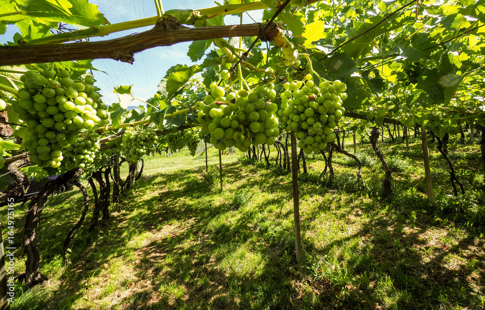 Weinanbau in Südtirol