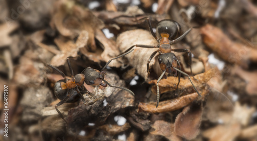 Red wood ant (Formica rufa) close up - macro photography