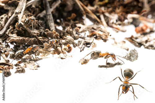 Red wood ant (Formica rufa) close up - macro photography © Vera Kuttelvaserova