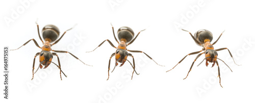 Red wood ant (Formica rufa) close up - macro photography