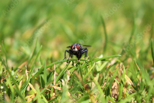 The fly on the park's grass
