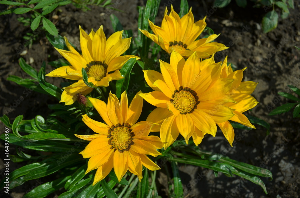 Obraz premium Gazania
