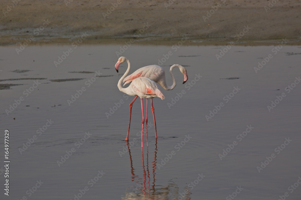 Obraz premium Flamingos at Ras Al Khor Wildlife Sanctuary