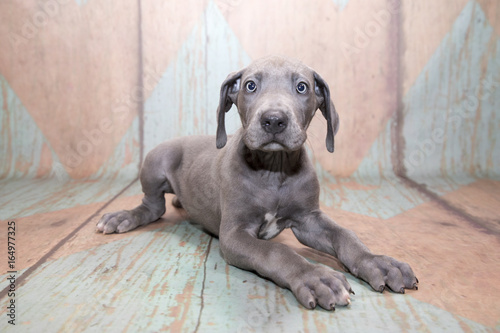 petland kennesaw has Great Dane puppies for sale buy a Great Dane puppy today at petland kennesaw