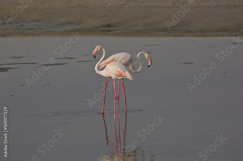 Flamingos at Ras Al Khor Wildlife Sanctuary
