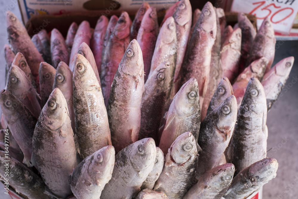 Frozen fish in fish market Yakutsk. Siberia. Russia Stock Photo Adobe