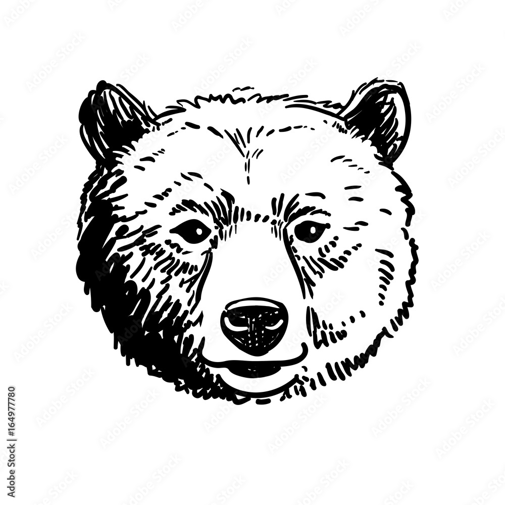 Vector pen and ink hand drawn illustration of a bear head portrait facing forward. Retro vintage style sketch nature wildlife design element . Vector pen and ink hand drawn illustration of a bear head portrait facing forward. Retro vintage style sketch nature wildlife design element .