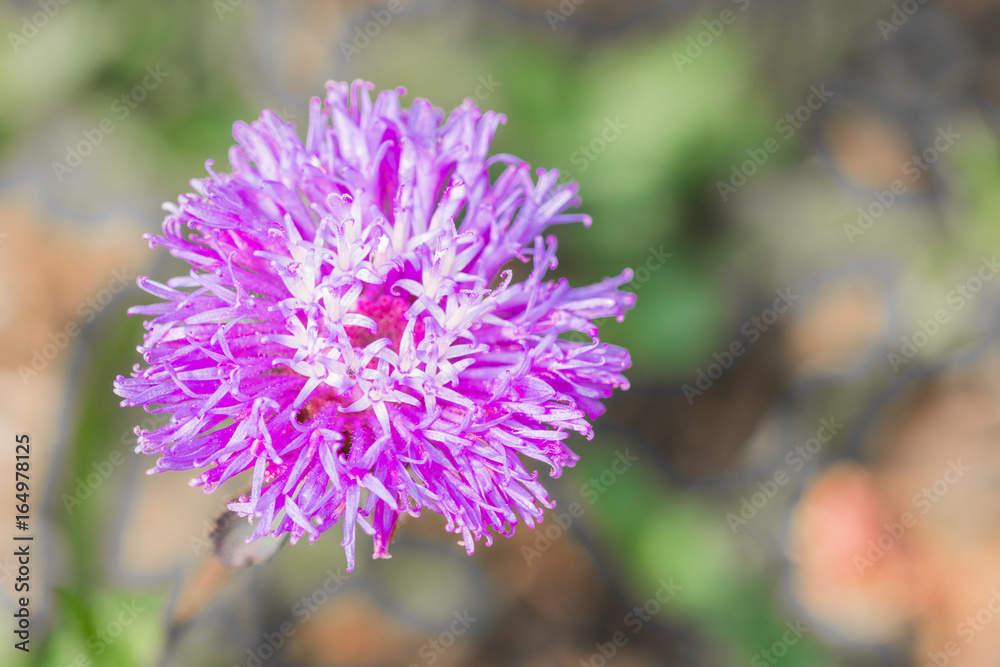 purple flower with blur background,soft focus purple flower with blur background,soft focus