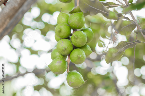 Group of macadamia nuts hanging on its tree with blur background
