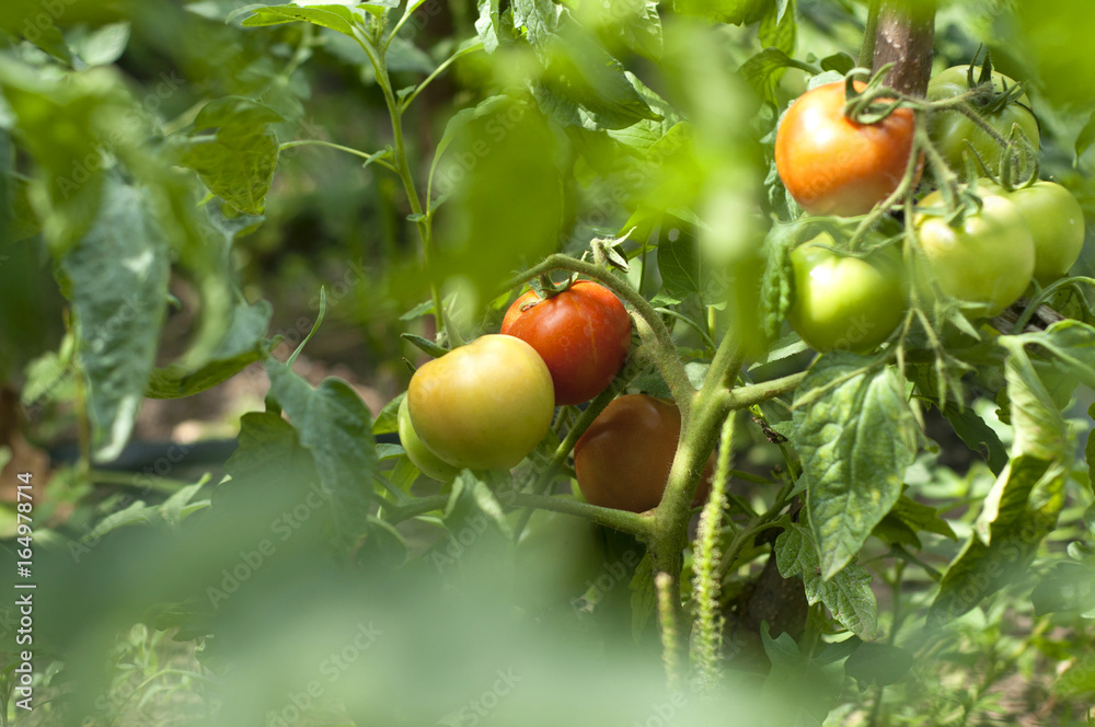 RIpe green and red garden tomatoes