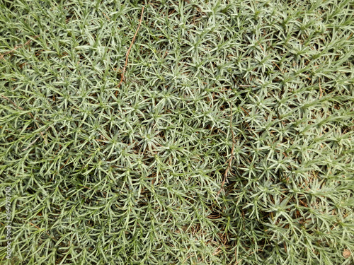 Wild green and gray moss in Turkish mountains