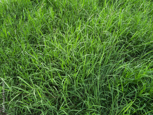 Green Grass Field