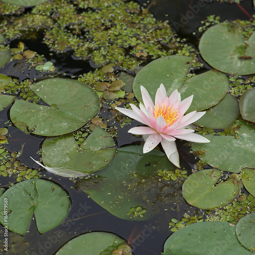 Seerose   water lily  1