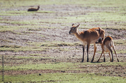 Antilope cobe lechwe et son petit