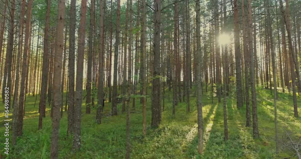 Forest trees. Flying trough forest. Tree woods. Trees silhouette. Sun flares sunset. Nature background Forest trees. Flying trough forest. Tree woods. Trees silhouette. Sun flares sunset. Nature background