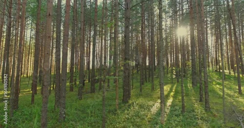 Wallpaper Mural Forest trees. Flying trough forest. Tree woods. Trees silhouette. Sun flares sunset. Nature background Torontodigital.ca