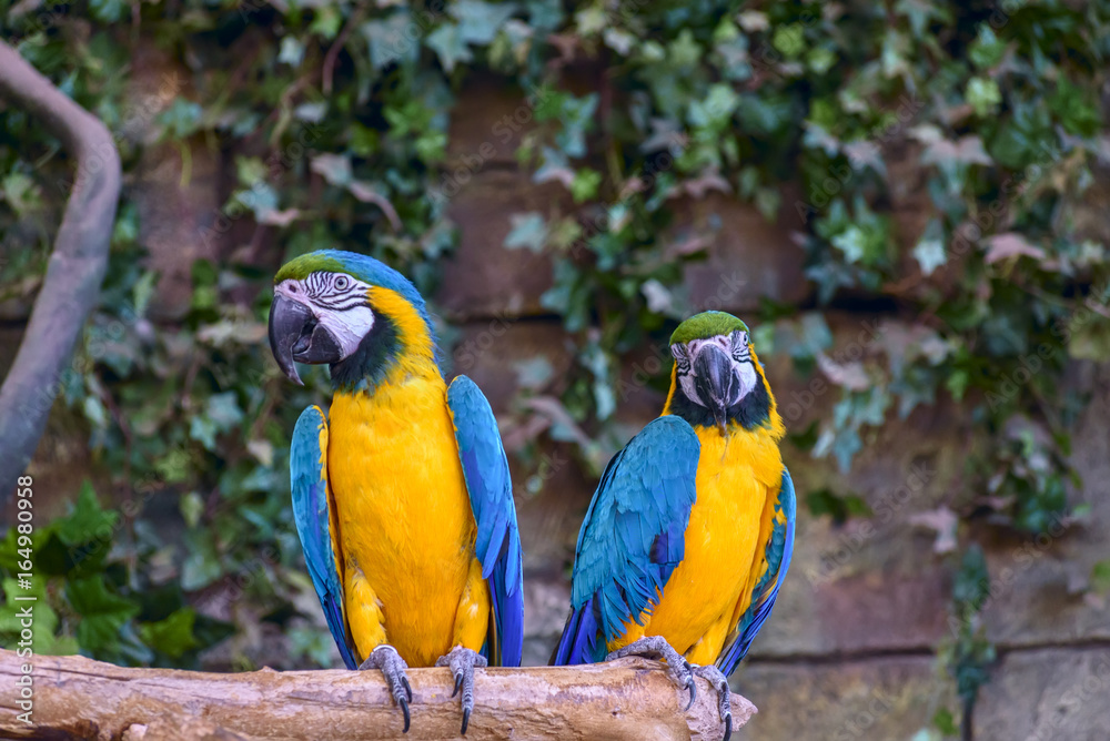 Beautiful parrot macaw