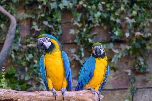Beautiful parrot macaw © shymar27