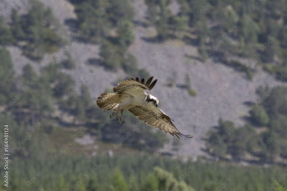 Fototapeta premium osprey