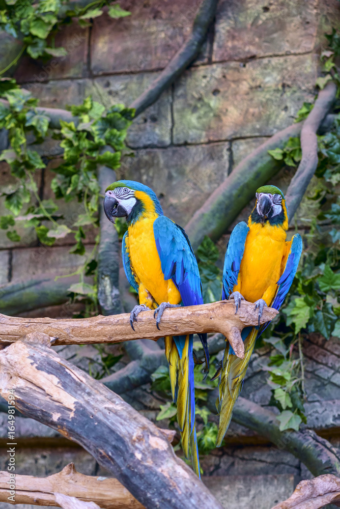 Beautiful parrot macaw