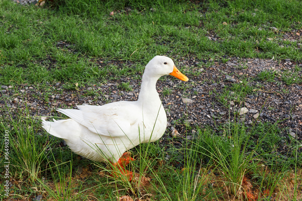 Obraz premium Duck standing on grass.