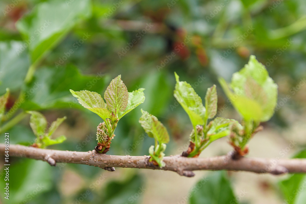 Row of young mulberry leaf.