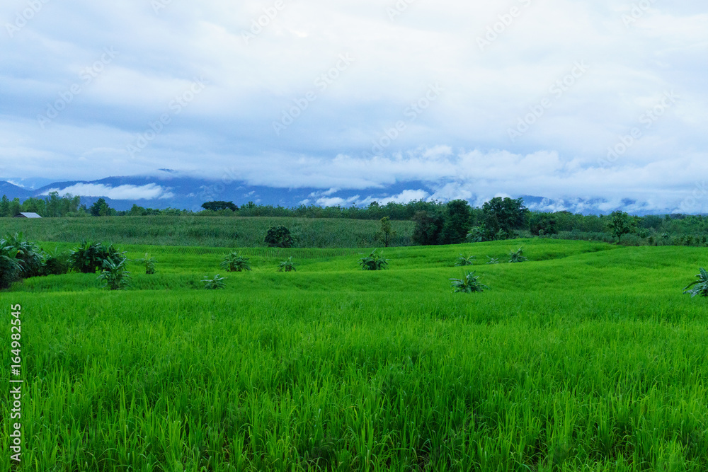 Corn field in rainy season,on white sky
