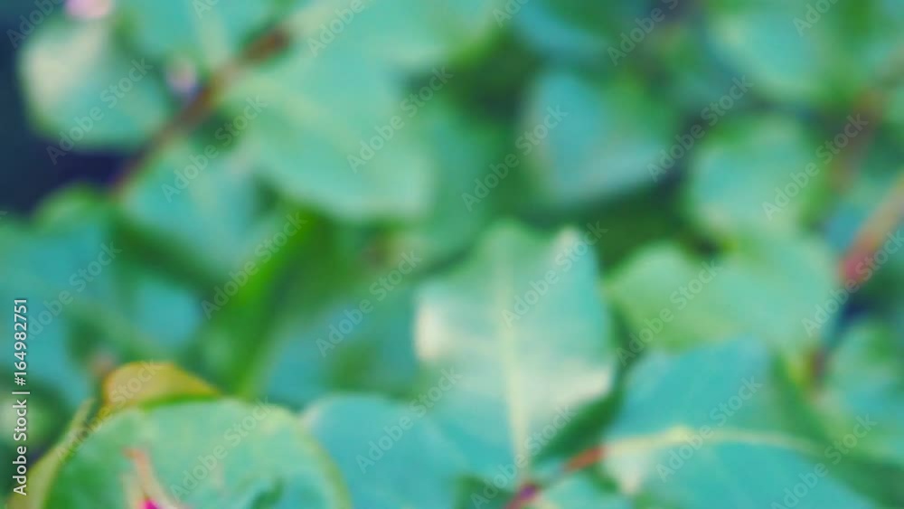 Pink roses in the Park. Flower garden with roses. Tender roses growing in the garden. Pink roses among green leaves. Blooming flowers blurred. Pink roses in the Park. Flower garden with roses. Tender roses growing in the garden. Pink roses among green leaves. Blooming flowers blurred.