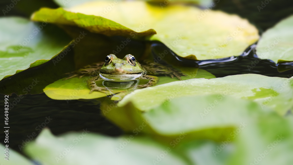 Teichfrosch Teichfrosch