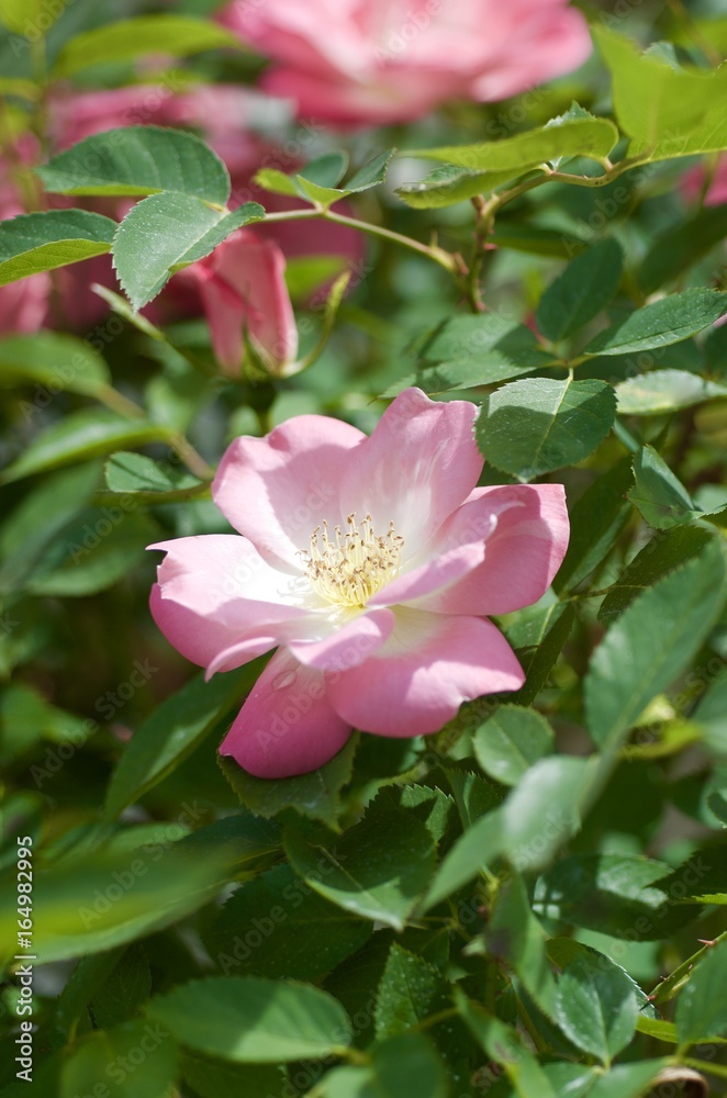 Obraz premium Pink roses