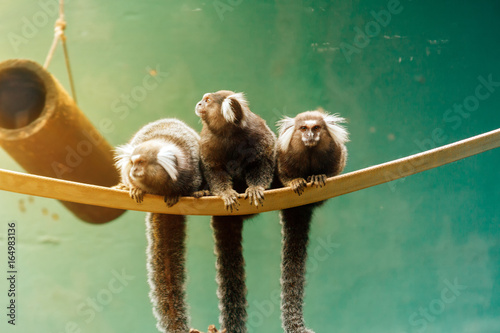 Three common marmoset sitting on a rope in a zoo photo
