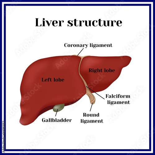 Liver structure