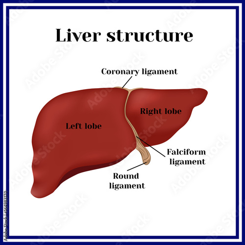 Liver structure