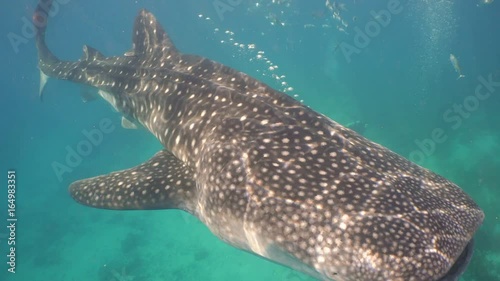 Whale Shark swimming in the clear blue water. Rhincodon typus. Whale shark underwater. 4K video, Philippines, Oslob.. Wonderful and beautiful underwater world.