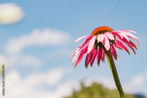 Pink cone flower (Echinacea purpurea) closeup with sky background