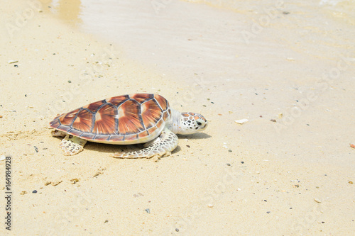turtle release Into sea