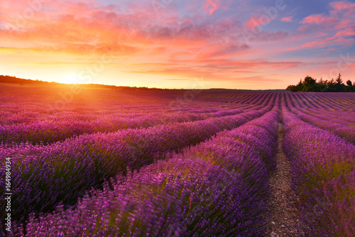Lavender field at sunrise