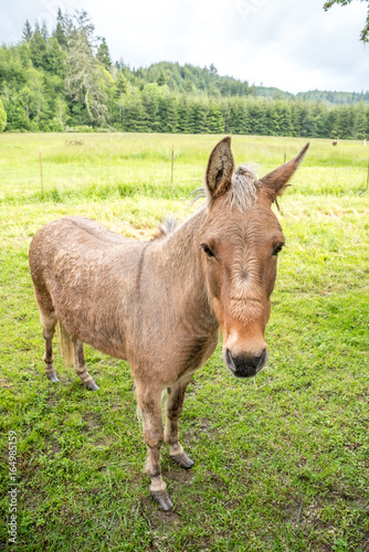 Fototapeta Naklejka Na Ścianę i Meble -  Pony on a pasture