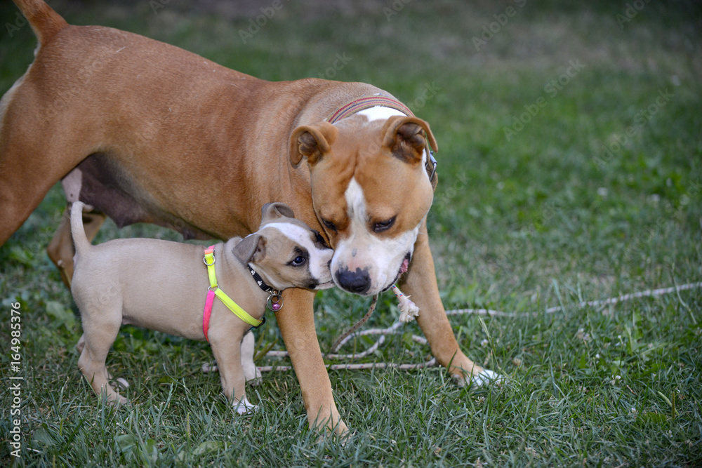 american staffordshire terrier, bitch and puppy playing