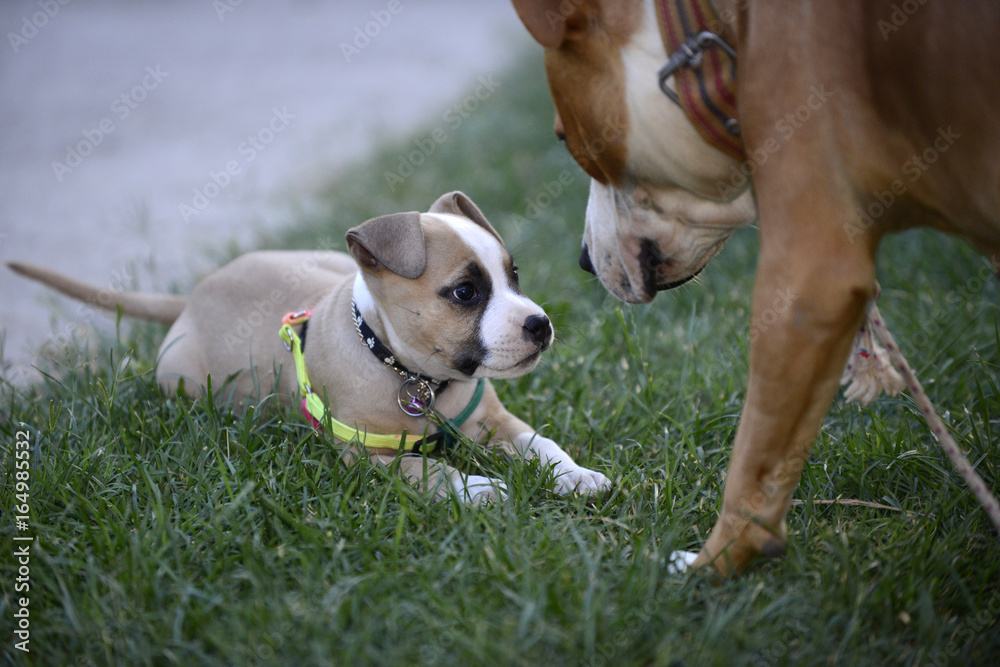 american staffordshire terrier, bitch and puppy playing