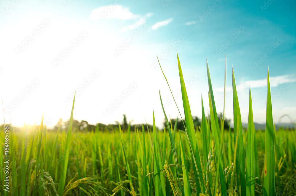 Obraz premium field of green rice