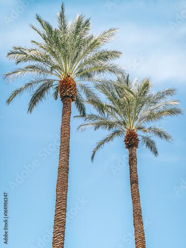 Palm trees